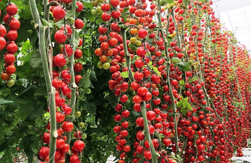 Самые урожайные томаты для теплиц
