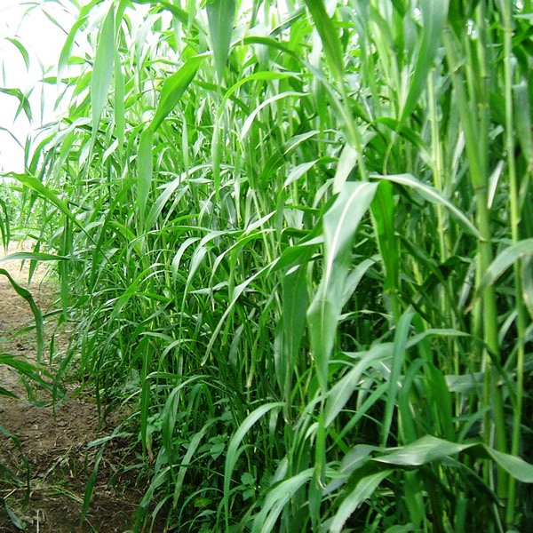 Посадка и выращивание суданской травы