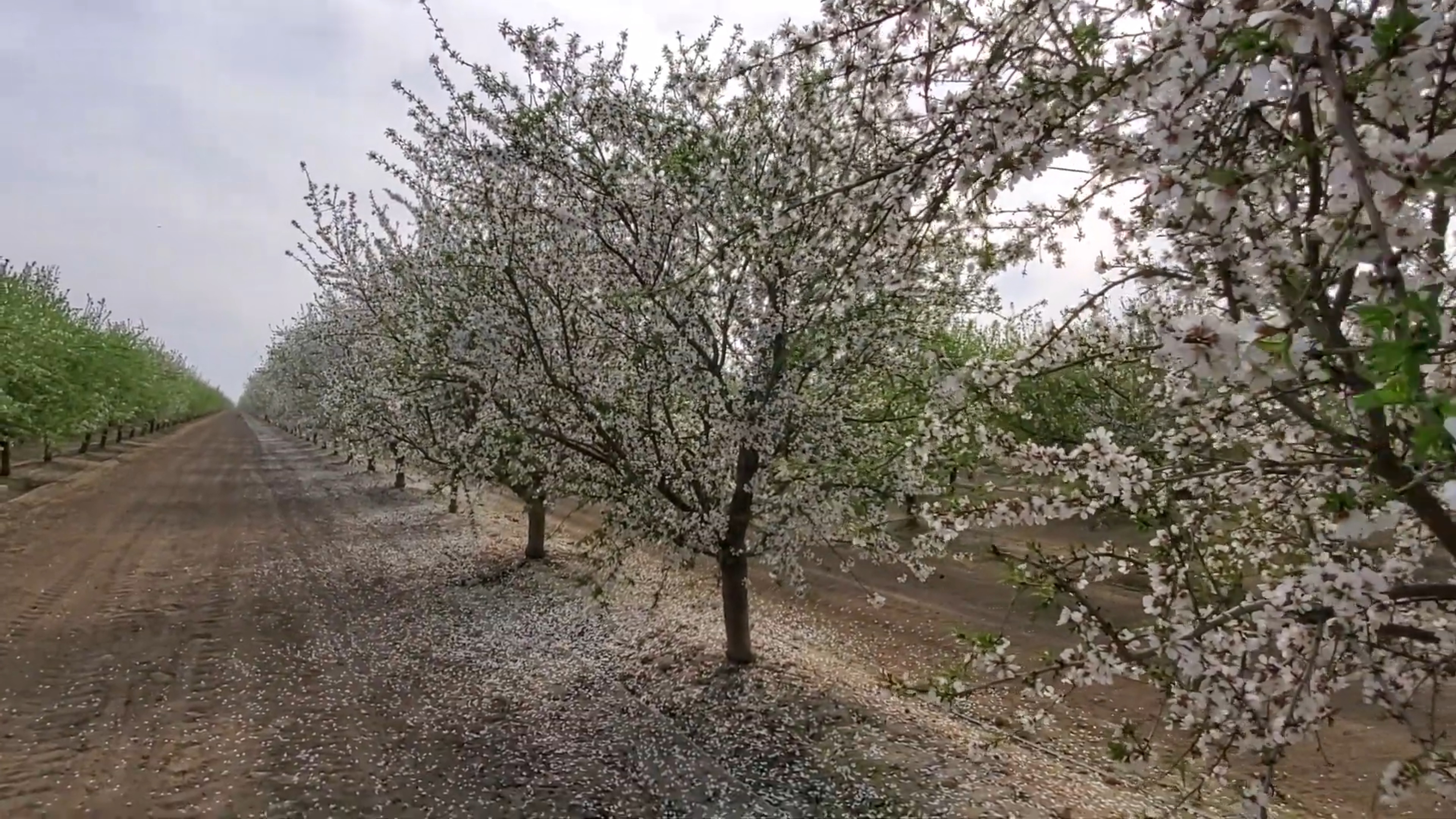 almond agronomist service услуги агронома по миндалю