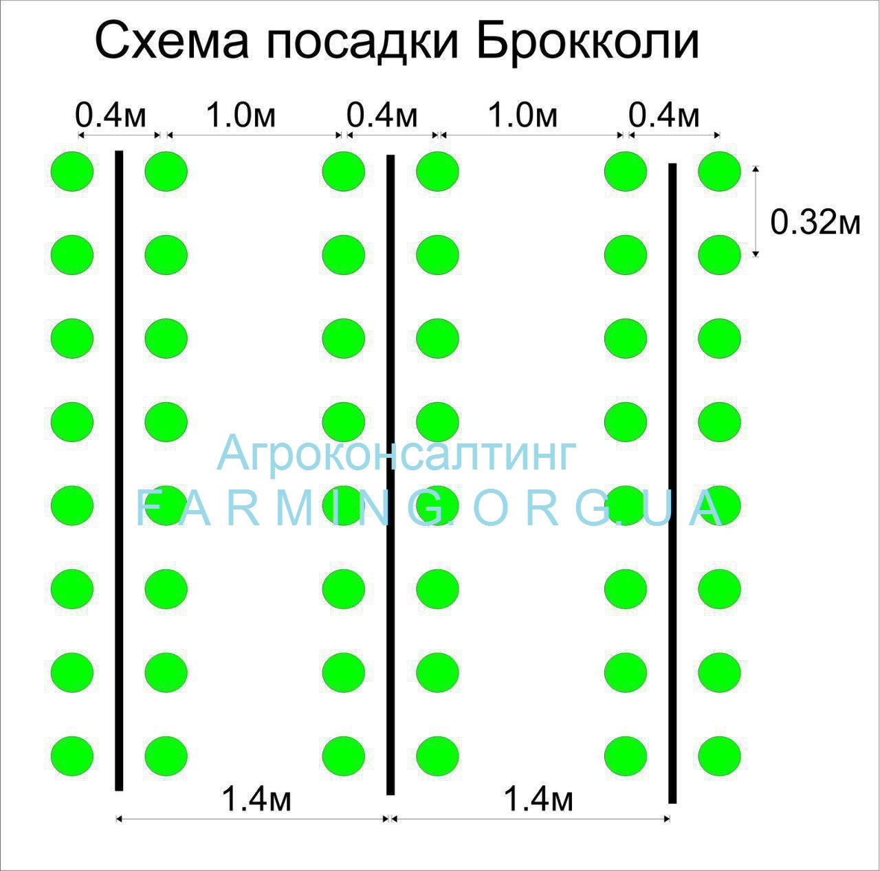 Брокколи, Технология выращивания брокколи и цветной капусты, выращивание  цветной капусты и брокколи