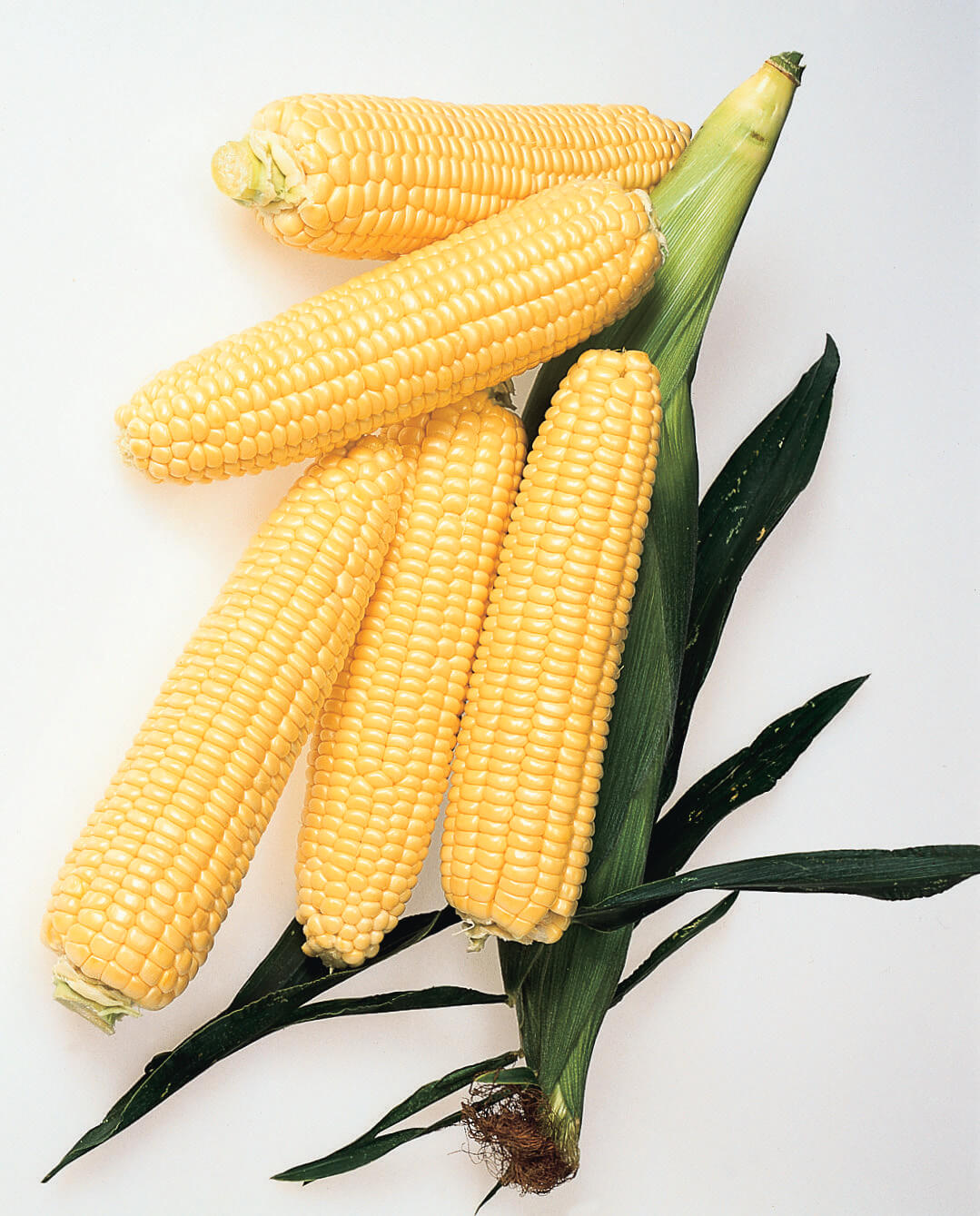 кукуруза трофи f1. семена кукурузы 1. кукуруза семенная, гибридная-958 f1. семена кукурузы 1. кукуруза снежанна f1.