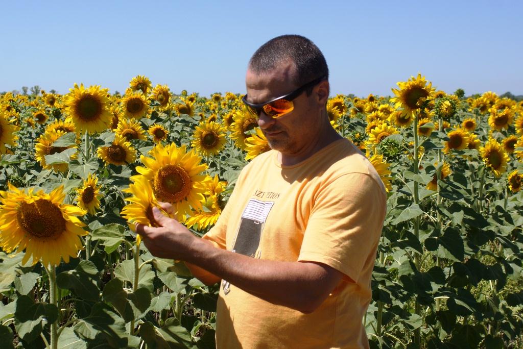 Farming org. Подсолнух Агрономия. Возделывание подсолнечника. Масличные культуры Индии. Подсолнух поливает в августе.