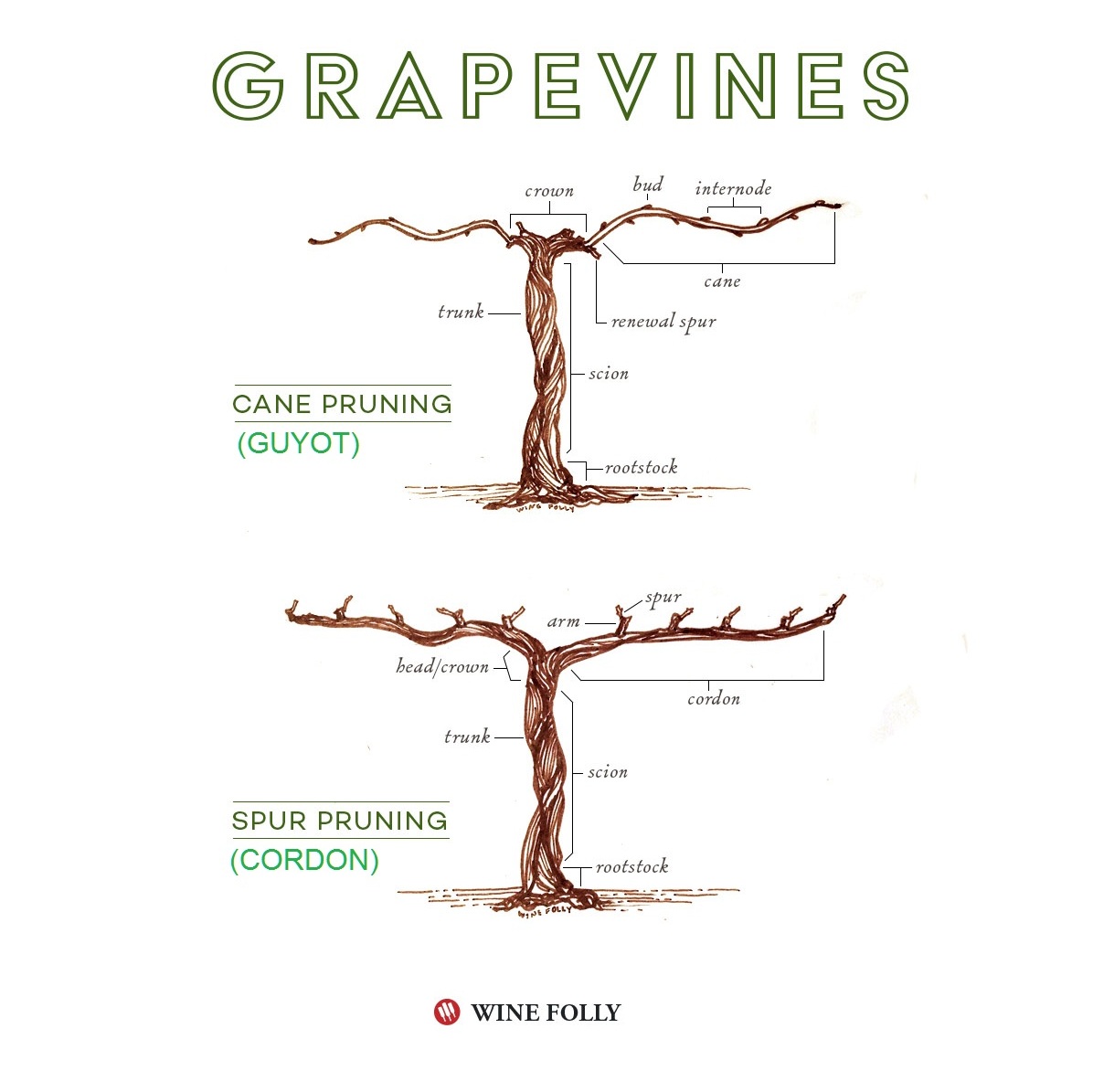 Корневая система винограда. Корневая система винограда схема. Guyot pruning. Какая корневая система у винограда.