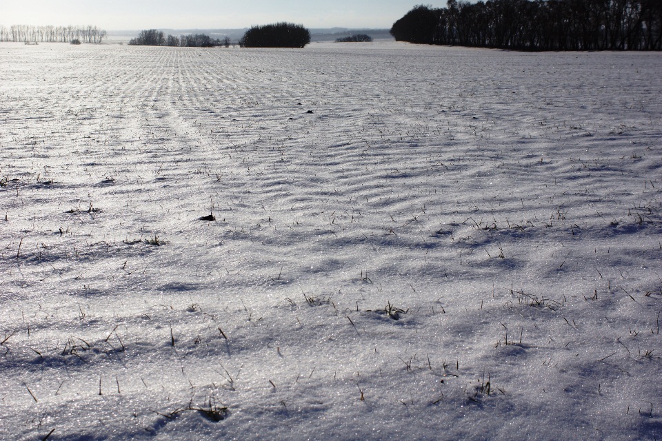 Снегозадержание на полях: зачем используется и как это работает в зимнее время?