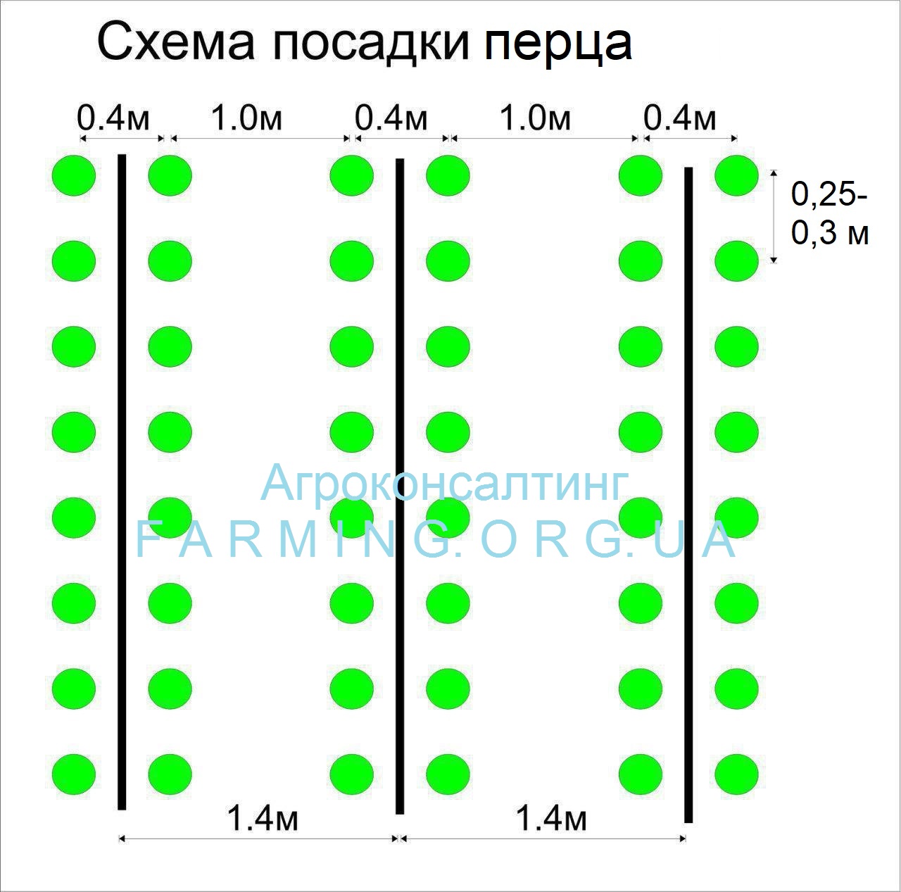 Расстояние между перцами при посадке в теплице схема