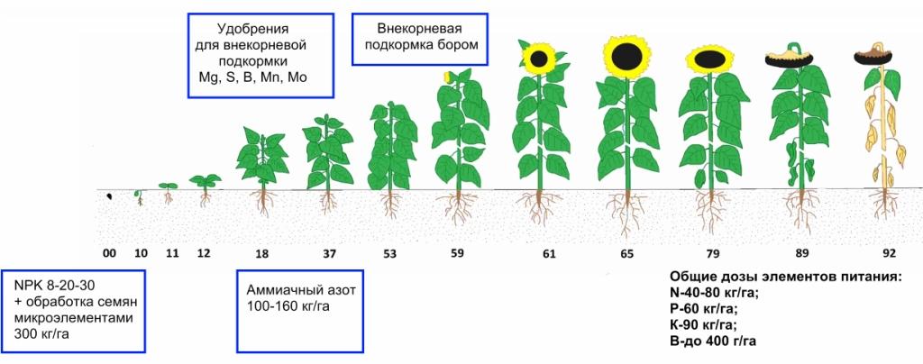 Семечки удобрения. Система удобрений подсолнечника. Фазы развития подсолнечника. Внесение удобрений под подсолнечник. Подсолнечник и удобрения минеральный.