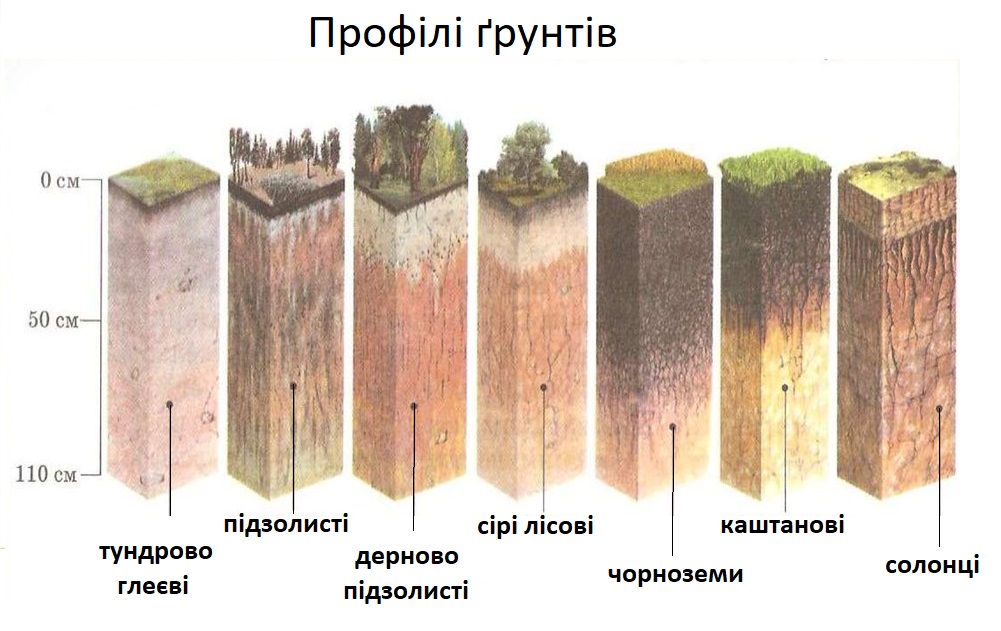 Методи та рекомендації для визначення типу ґрунту за рослинами