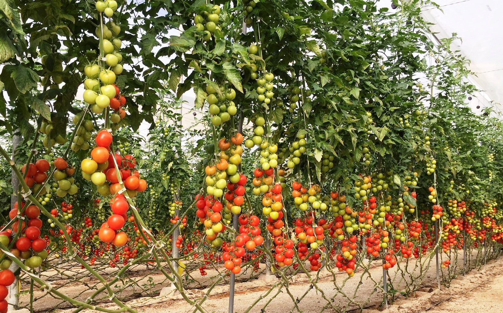 Выращивание томатов в теплице, Современная технология выращивания томата втеплицах, в условиях защищенного грунта